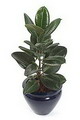 Rubber bush